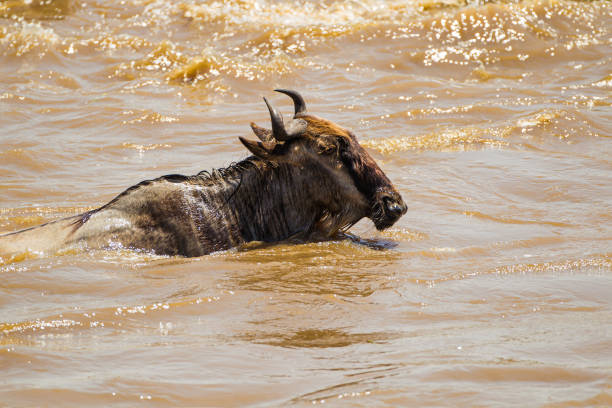 Blue Wildebeest crossing the Mara River during the annual migration in Kenya