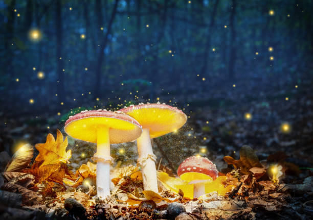 istock Mystical fly agarics glow in a mysterious dark forest. Fairytale background for Halloween. 1345260538