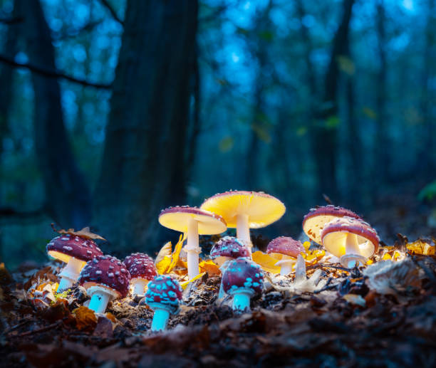 istock Mystical fly agarics glow in a mysterious dark forest. Fairytale background for Halloween. 1345260549