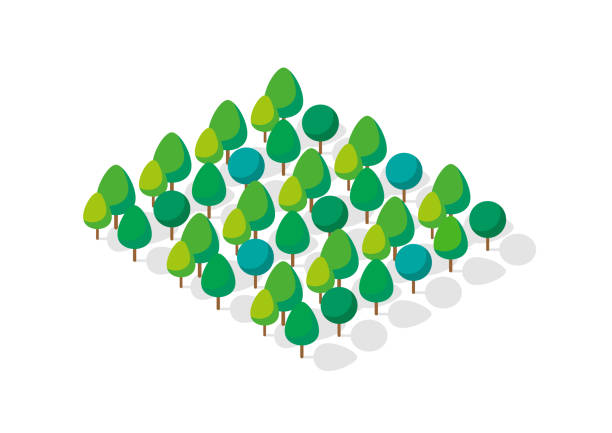 Isometric 3d trees forest vector art illustration