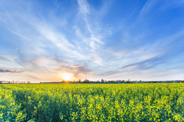 istock Field of rape seed plants and blue sky on the background. 1345260773