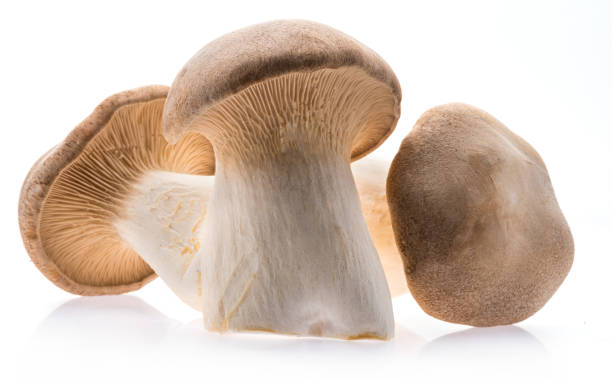 King oyster mushrooms isolated on white background. stock photo