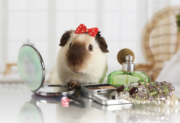 Likable rat with a cap on her head at the makeup table stock photo