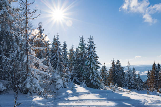 istock Fascinating sunny landscape of a winter forest 1345261695
