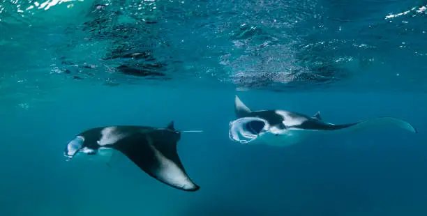 Manta Rays feeding in the ocean