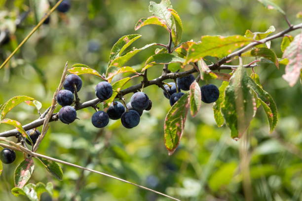 istock Blackthorn sloe or prunus spinosa growing on a tree branch 1345264012