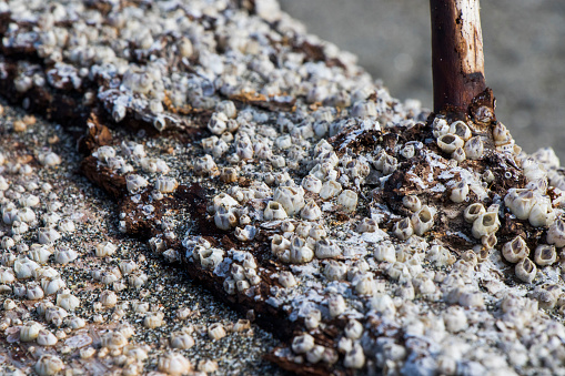 Large group of small clam on the wood, on the beach of Black sea