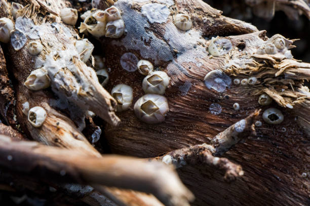istock clam on the wood 1345264308