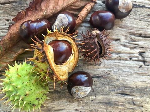 autumn background with horse chestnuts and dried leaf on the wooden table