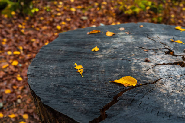 Yellow autumn leaves on tree stump