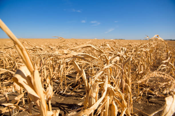 istock A field of ripe corn ready for harvest in the fall. 1345266127