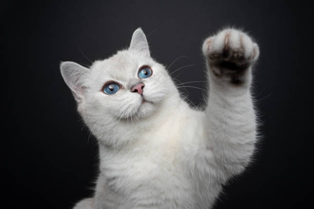istock playful white british shorthair cat raising paw 1345266520