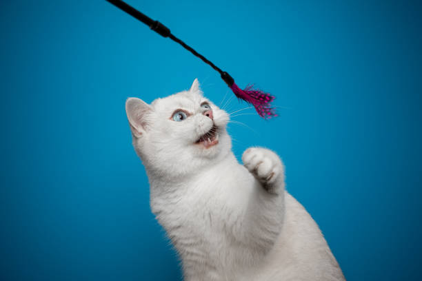 istock white british shorthair cat  playing with feather toy 1345267156