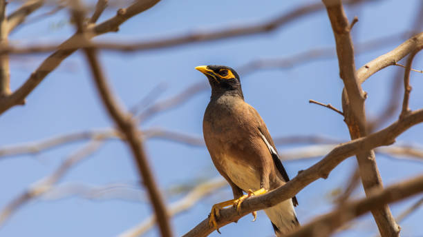 istock One mature mynah stands on a tree 1345267338