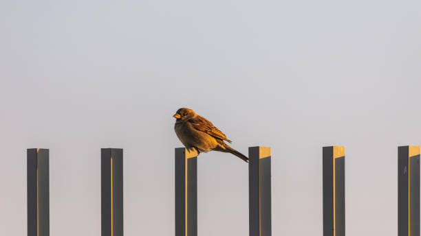 istock Single sparrow on a dark metal fence under sunbeams 1345267342