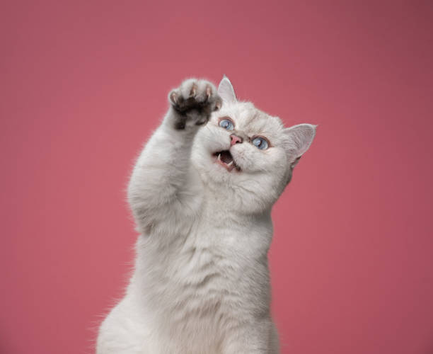istock white british shorthair cat playing raising paw showing claws 1345267358