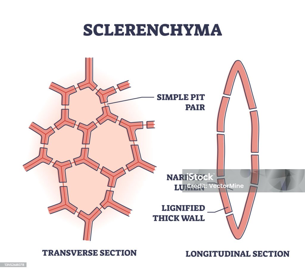 Ilustración de Esclerénquima Como Diagrama De Contorno De Tipo De Tejido  Vegetal Molido O Fundimental y más Vectores Libres de Derechos de Anatomía  - iStock
