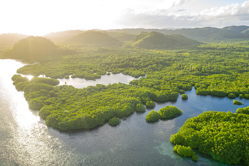 Archipiélago de Anavilhanas, bosque amazónico inundado en el río Negro, Amazonas, Brasil. Vista aérea de drones. photo