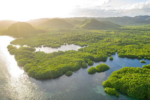 Anavilhanas archipelago, flooded amazonia forest in Negro River, Amazonas, Brazil. Aerial drone view