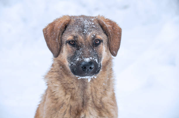 istock Stray dog in winter 1345270352