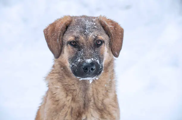 A stray homeless hungry dog in winter with muzzle covered with snow looking at the camera