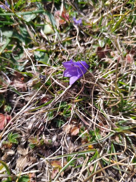 istock A small blue flower among the dry branches 1345270391