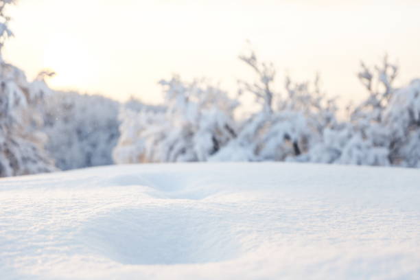 istock snow close up on the background of trees 1345270674