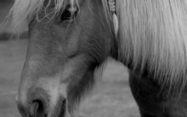 istock Portrait of a pony 1345271577