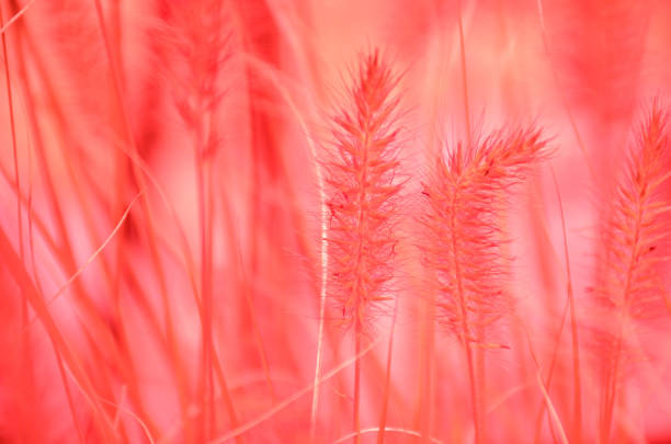 Grass flowers and sunlight in the morning.