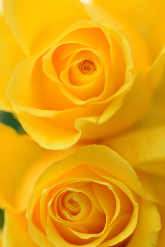 springtime: Above two blooming yellow roses flower heads. Beauty in nature.