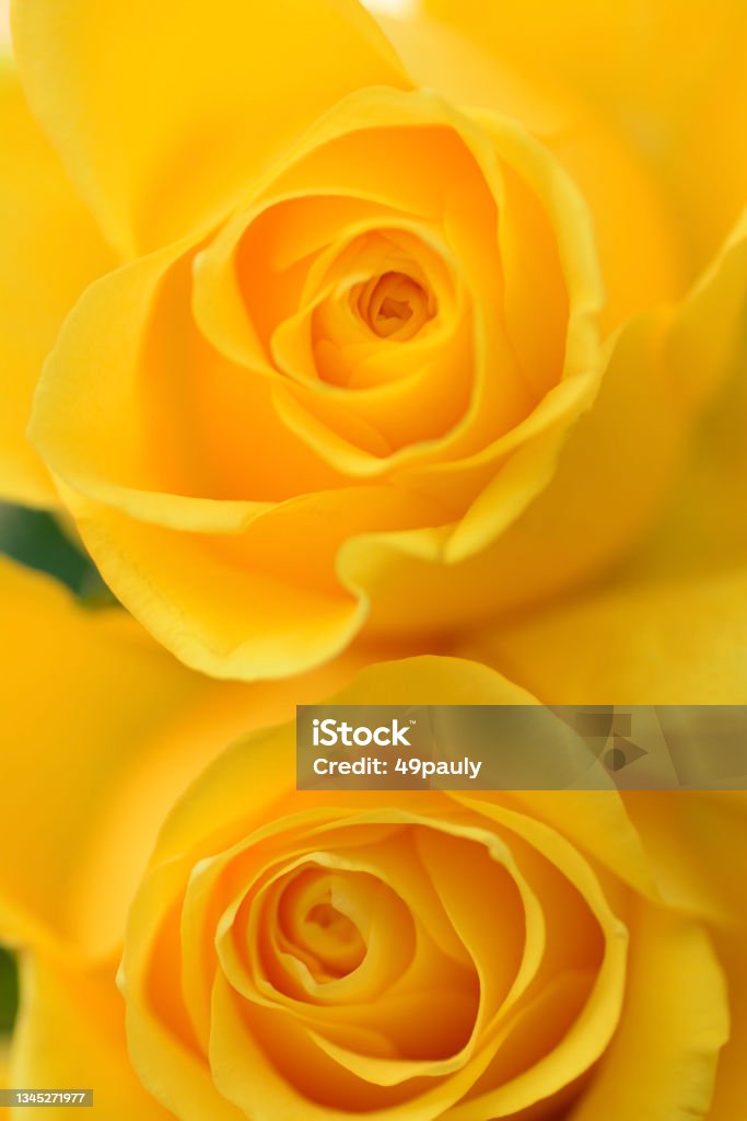 Double Yellow Roses Two Yellow Roses Stock Photo - Download Image Now - Rose - Flower ...
