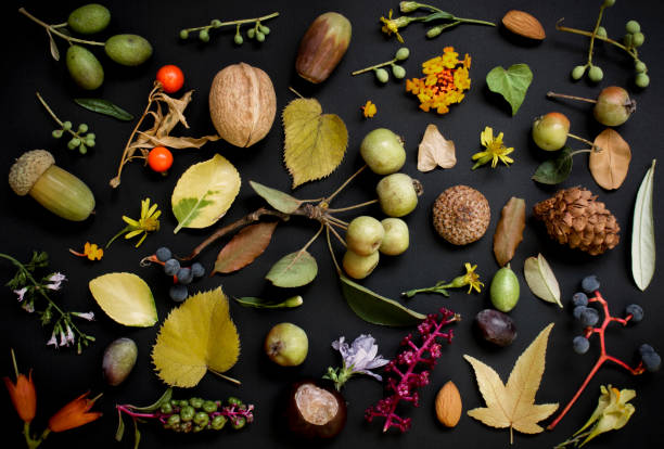 istock pattern of autumnal nature on black background 1345272001