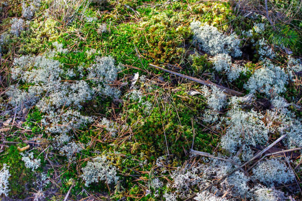 istock Grass under the snow. Moss under the snow. Winter forest. The last snow. 1345273385
