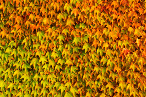 Ivy wall, texture of multi colored ivy leaves