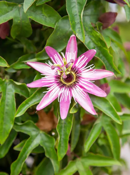 Close-up of the pink flower of a passion flower of the variety "Passiflora x Violacea"