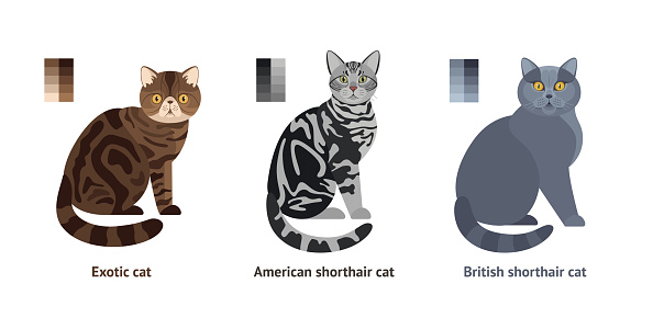 Cats of different breeds - vector set, collection in flat style: Exotic cat, American shorthair cat, British shorthair cat