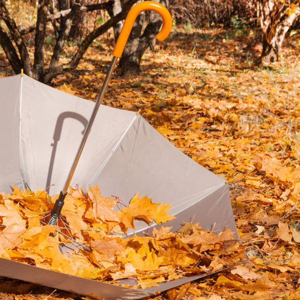 istock Gray umbrella filled with fallen maple leaves in autumn park 1345274921