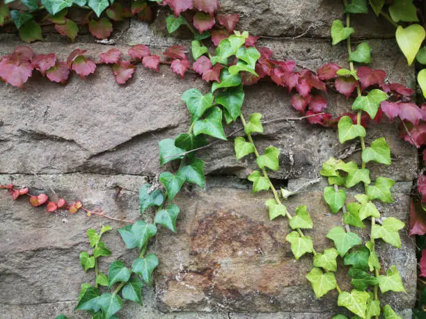 ivy and wild wine growing on a quarrystone wall. Closeup, no people