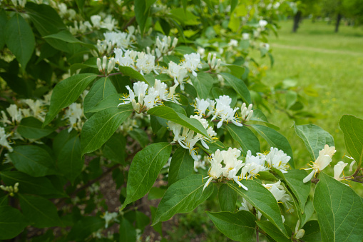 Blossoming branch of Lonicera maackii in mid May