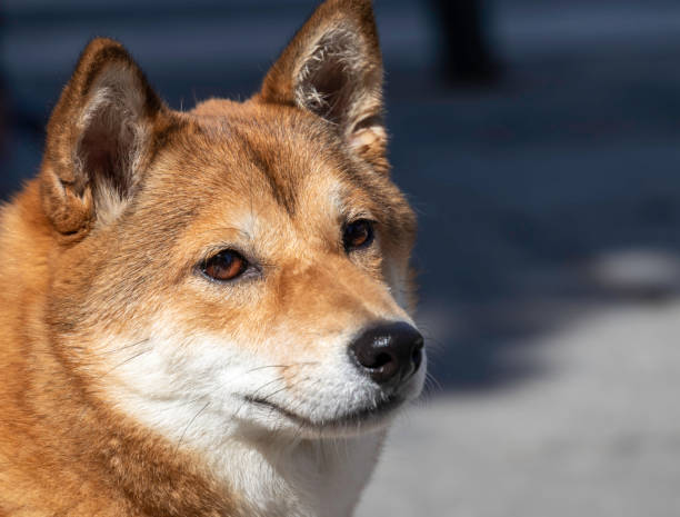 istock close up of a dog (shiba inu) from the side - copy space 1345276947