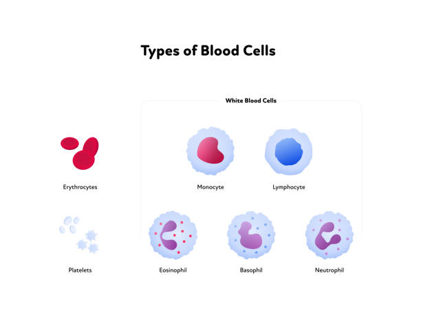 rodzaje komórek krwi i koncepcja analizy. wektorowa płaska ilustracja opieki zdrowotnej. zbiór symboli ikon kolorów czerwonych i białych komórek izolowanych na białym tle. projektowanie dla służby zdrowia. - wbc stock illustrations
