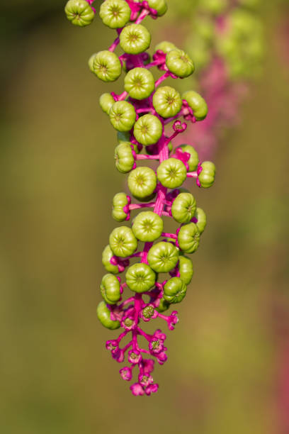 Pokeweed - Phytolacca, with ripe purple berries. Tall North American plant, Phytolacca americana, that has juicy purple berries, and a poisonous purple root used medicinally.
