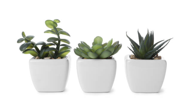 istock Beautiful artificial plants in flower pots isolated on white 1345278645