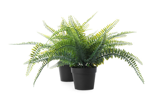 Plumosa fern ornamental plant in a decorative pot
