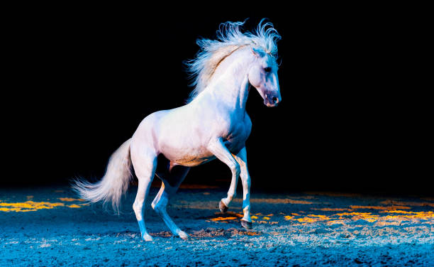 White horse the white horse rears and dances with a beautiful mane white horse running stock pictures, royalty-free photos & images