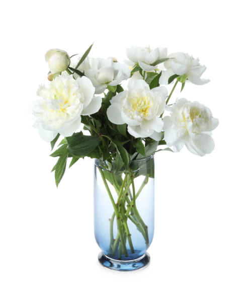 istock Beautiful blooming peonies in vase isolated on white 1345279816