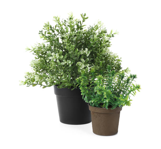 istock Beautiful artificial plants in flower pots isolated on white 1345279987