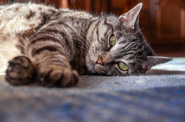 istock Grey domestic cat on the  carpet 1345280301
