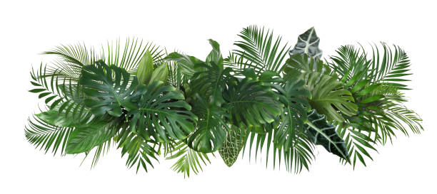 istock Different fresh tropical leaves on white background. Banner design 1345280471