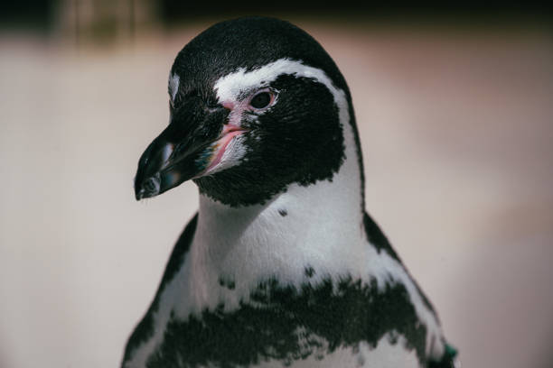 8月の夏に公園でペンギン。2021 - nobody beak animal head penguin ストックフォトと画像